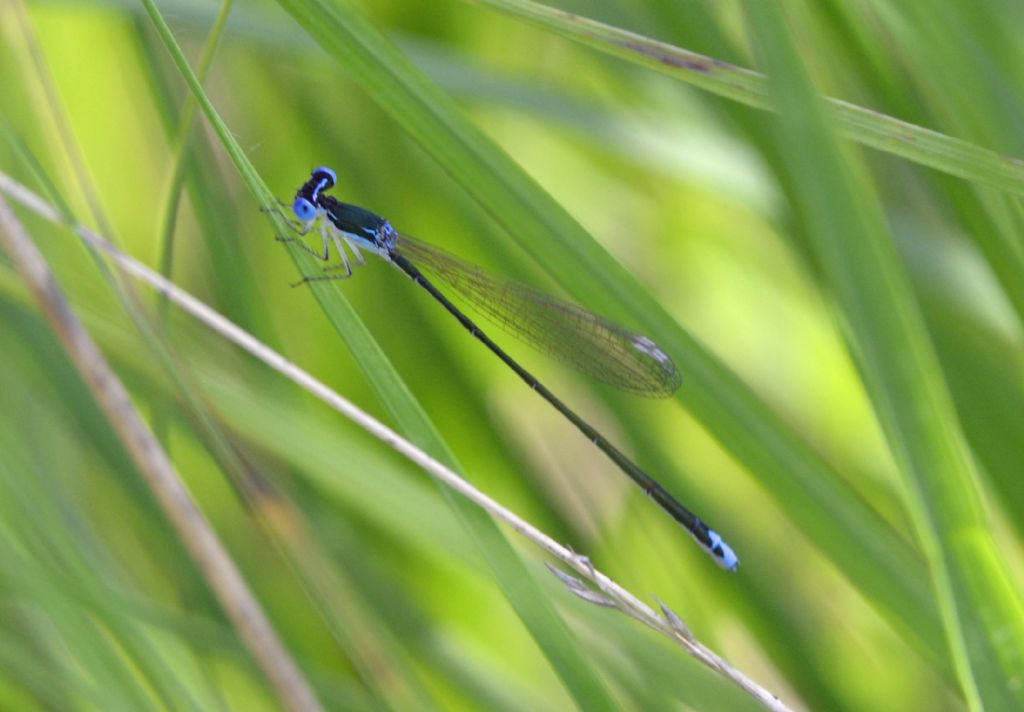 Nehalennia speciosa? -Si